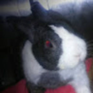 Meet your Posher, 1master